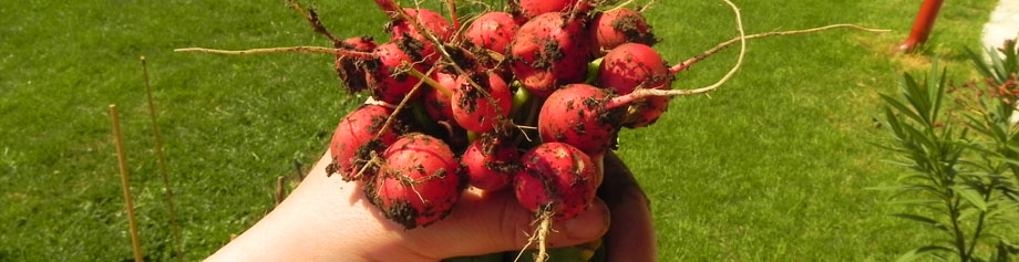 #htmlcaption53 Stil de viata ecologic